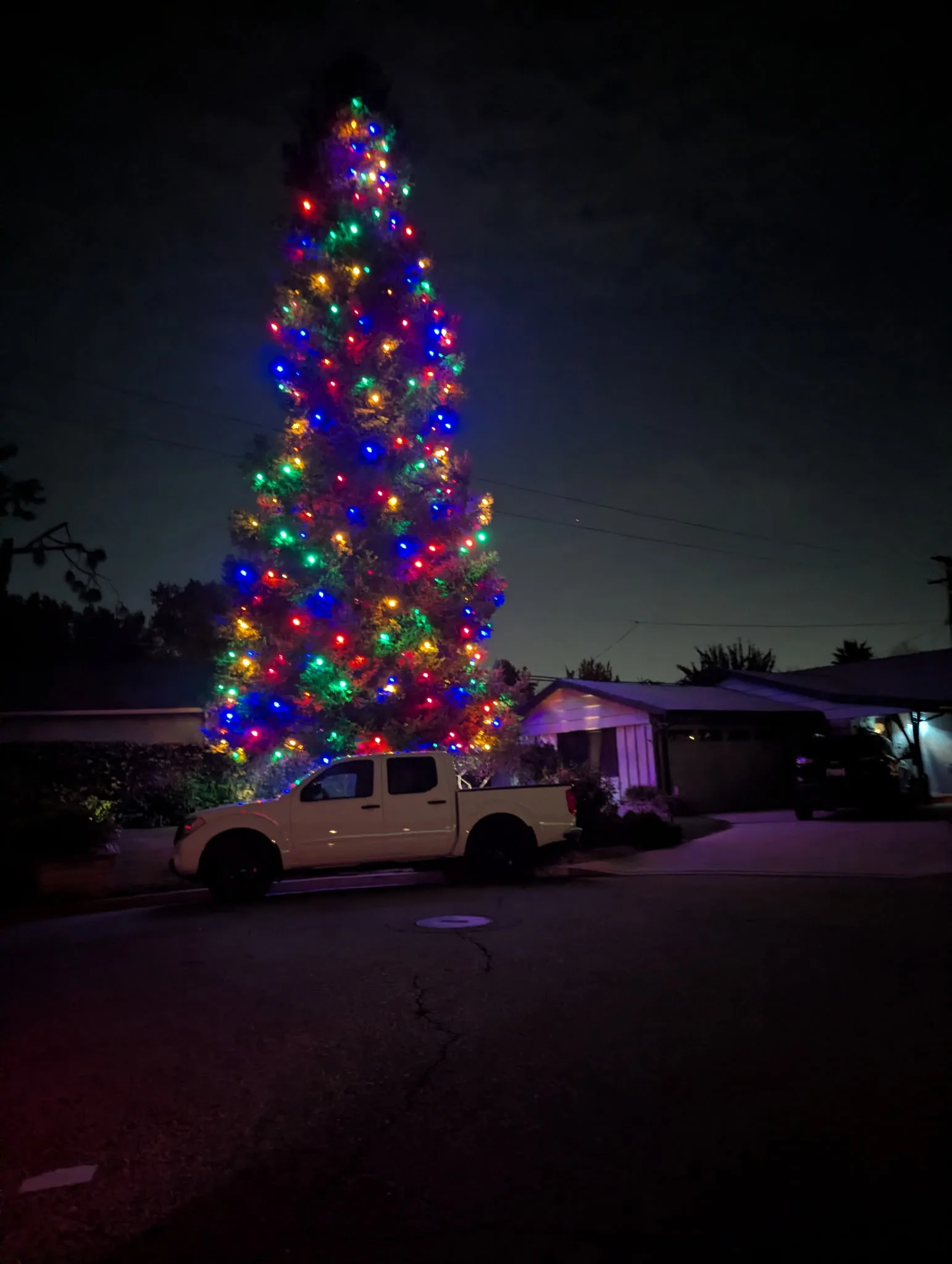 Tall pine tree fully wrapped in multicolor Christmas lights by Bee Merry